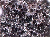 竹炭を顕微鏡でのぞくと、無数の小さな気孔が並んでいます