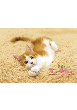 子猫のマンチカン